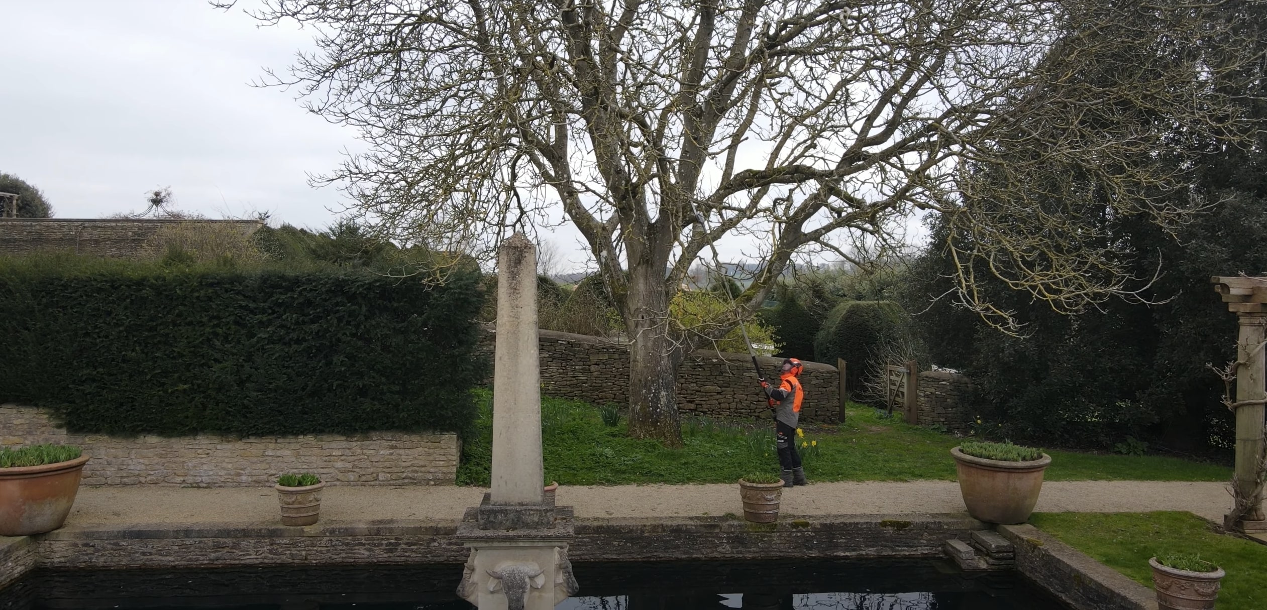 Tree Trimming & Pruning service in Maitland, FL