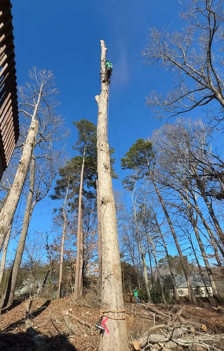 Professional arborist working on tree pruning in Maitland, FL