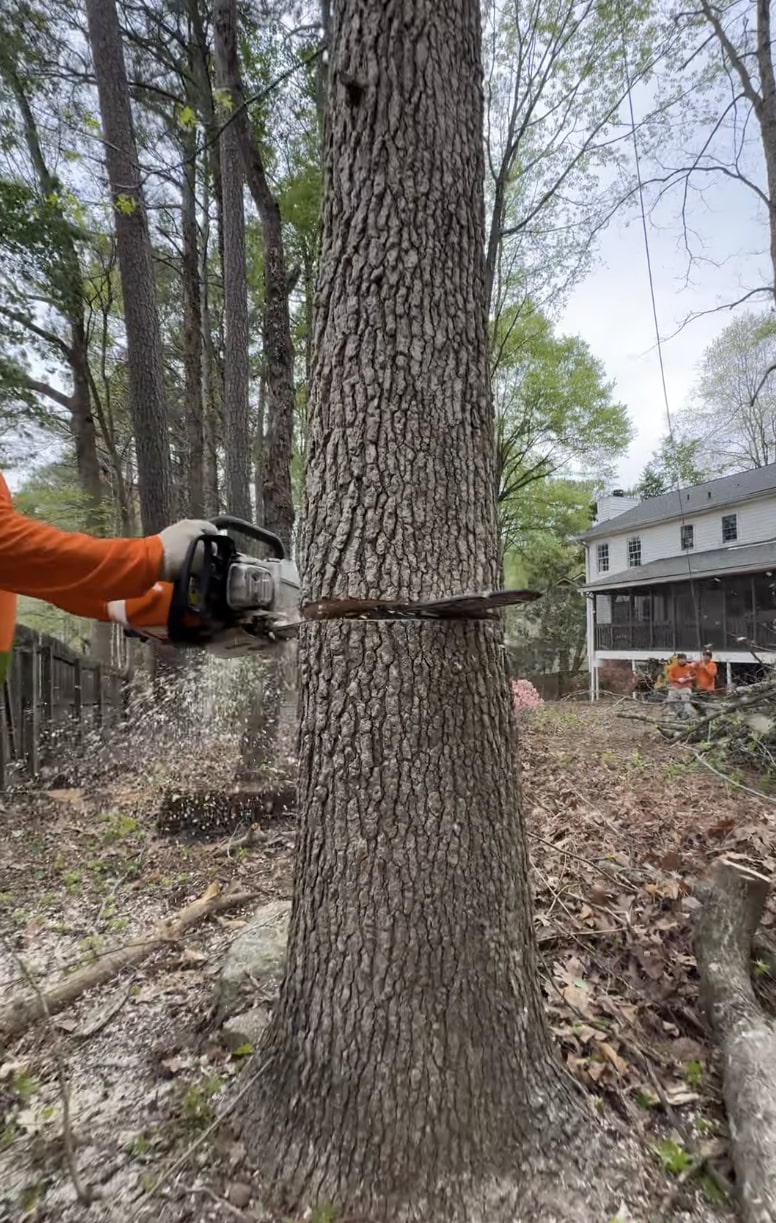 Emergency tree removal services in Maitland, FL Professional chainsaw cutting through large tree trunk during emergency tree removal