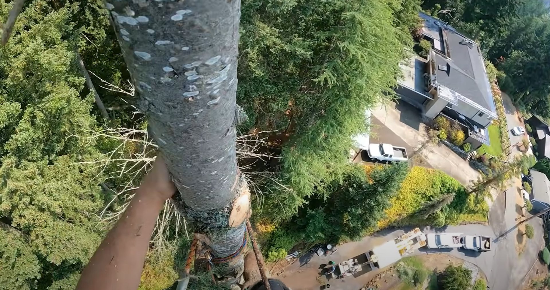Aerial view of tree removal work in residential area