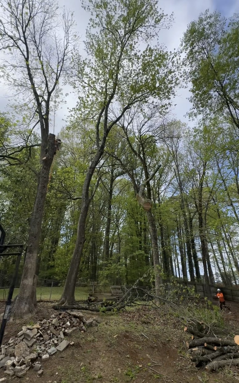 Professional tree service crew performing land clearing work in wooded area