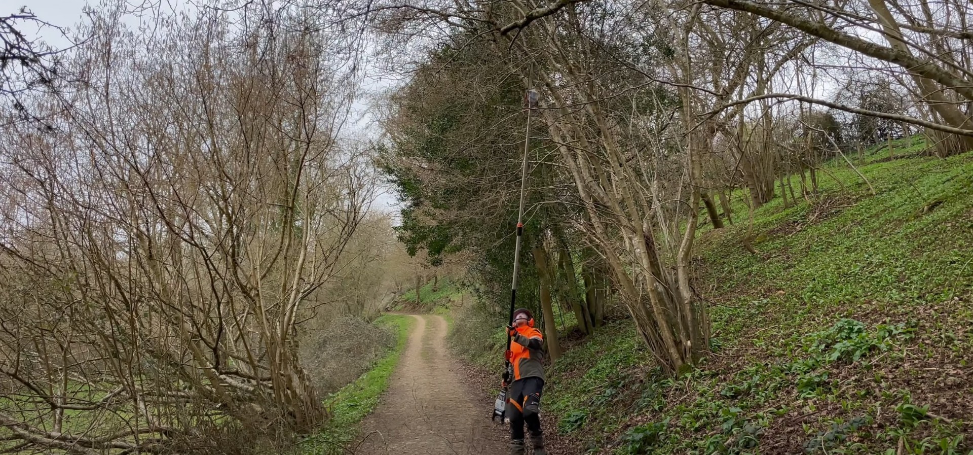Professional arborist working safely in wooded area