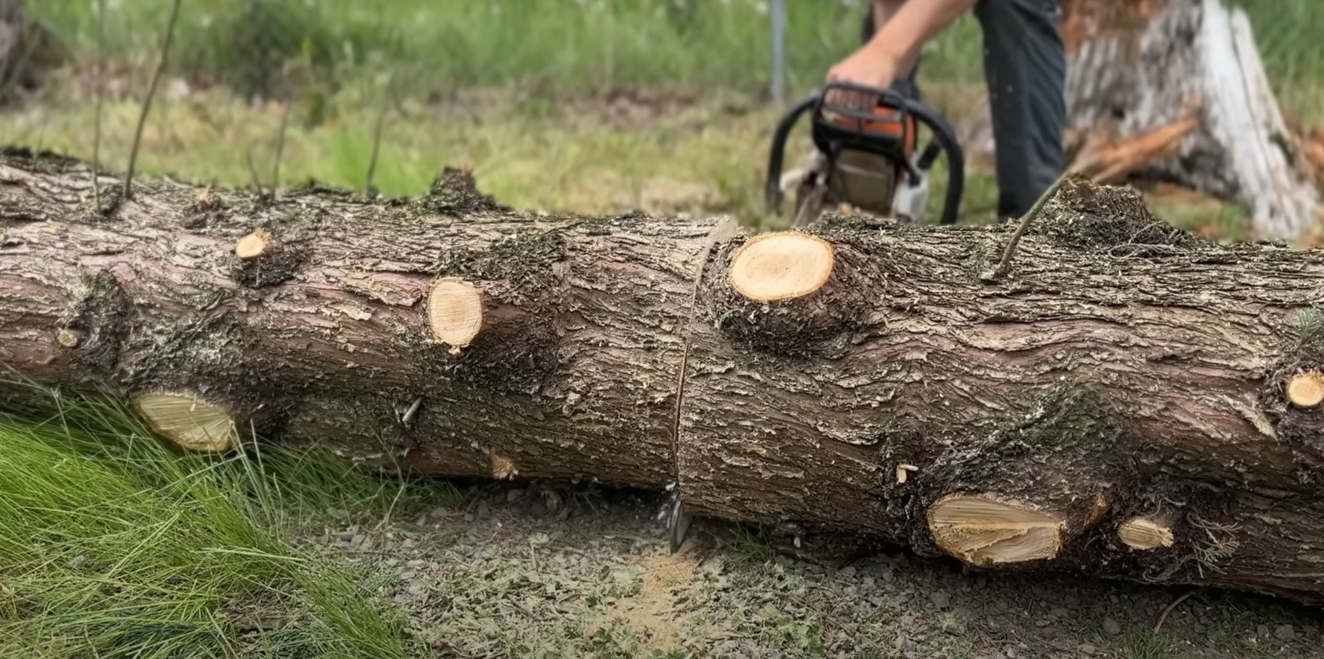 Close-up of tree logs showing different stages of tree health