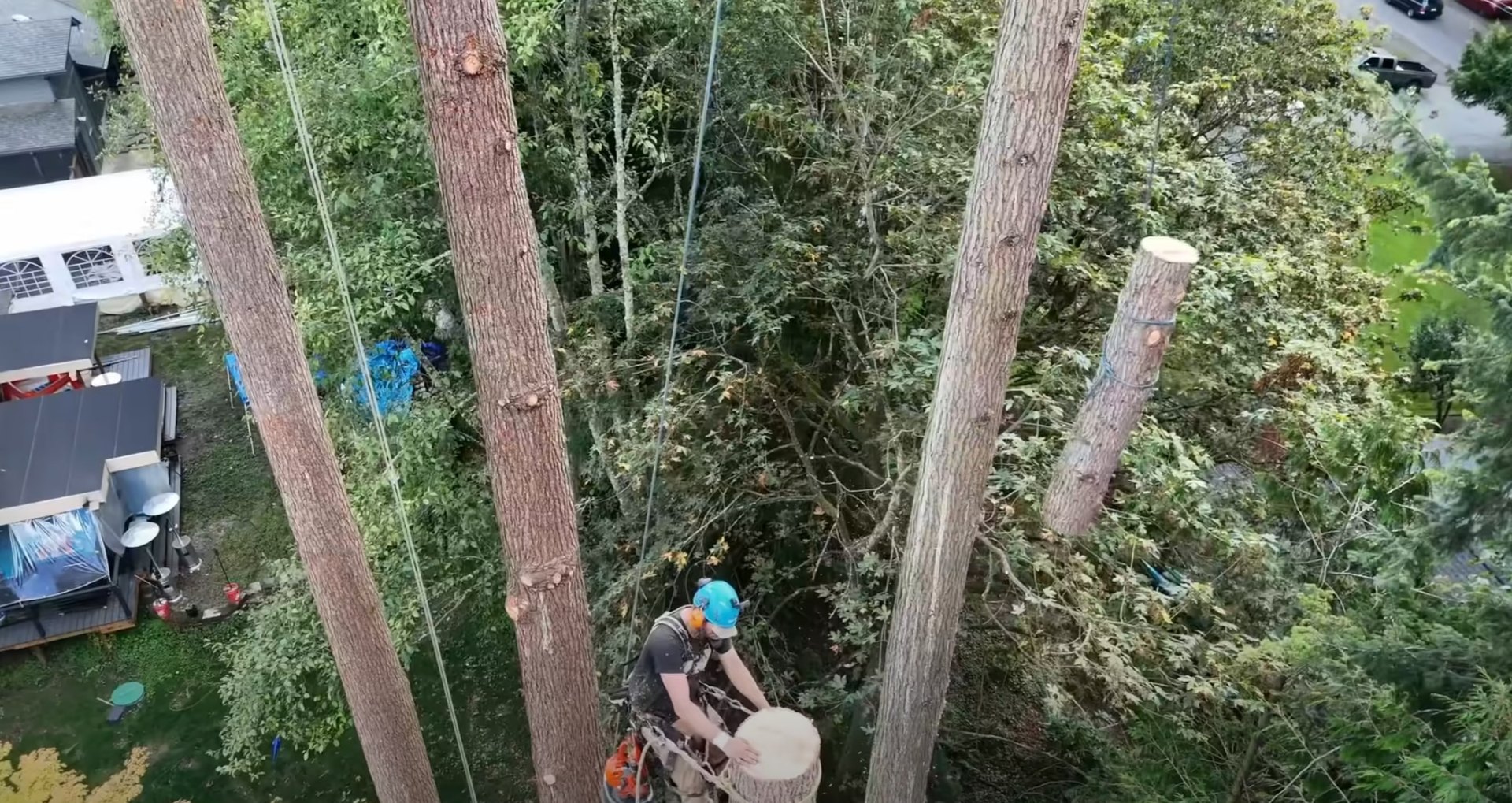 Professional arborist working safely at height with proper equipment