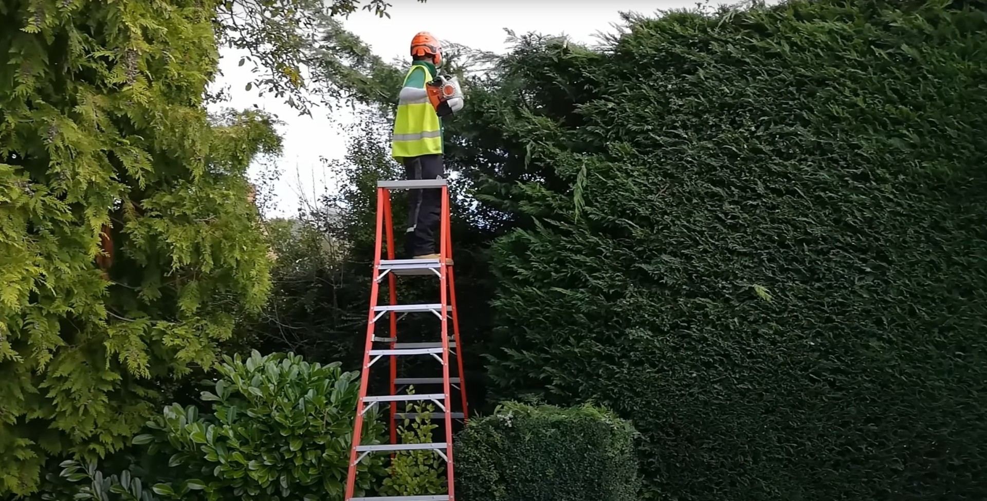 Arborist working safely at height using ladder for hedge and shrub trimming